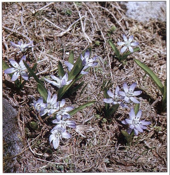 Scilla sibirica subsp. armena